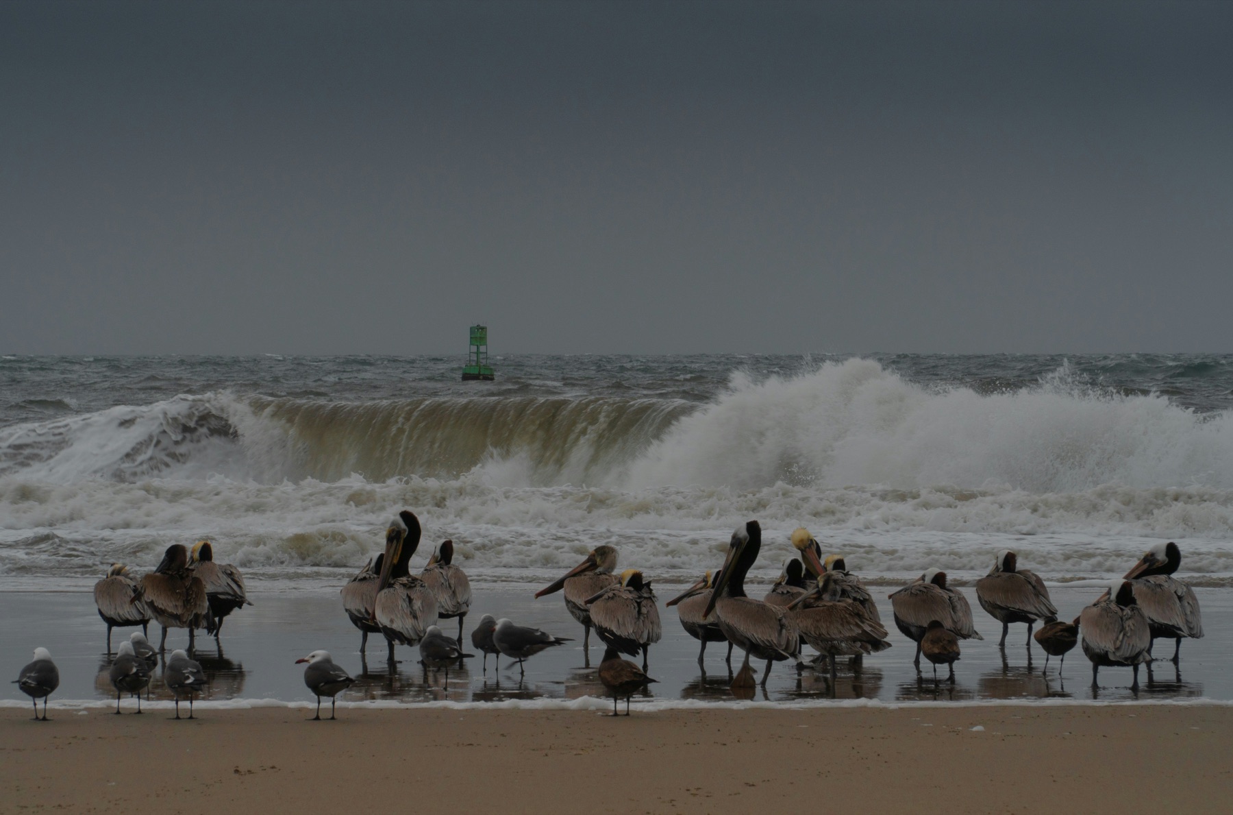 Pelicans gathered on the beach ahead of a stormy Carpinteria wave