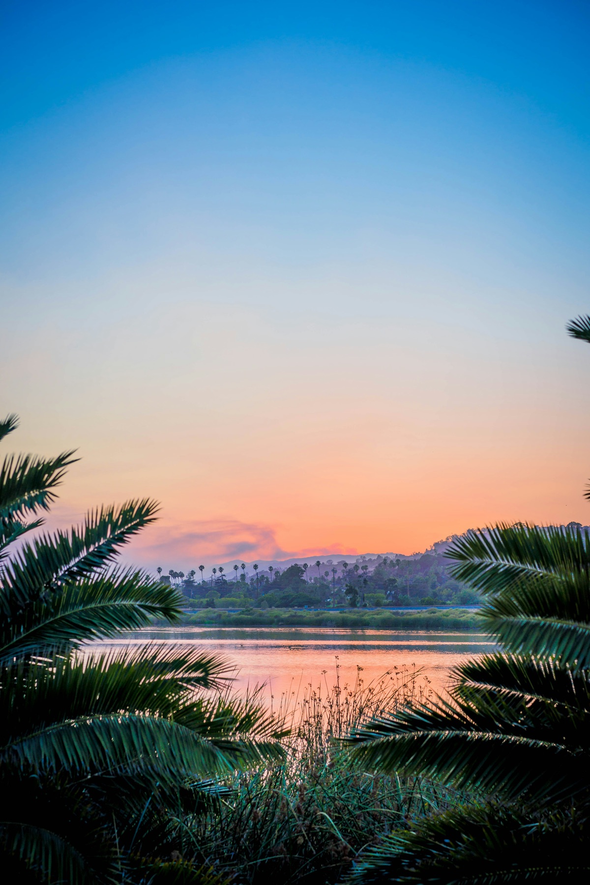 Sunset over the palm-lined Andree Clark Bird Refuge near Montecito