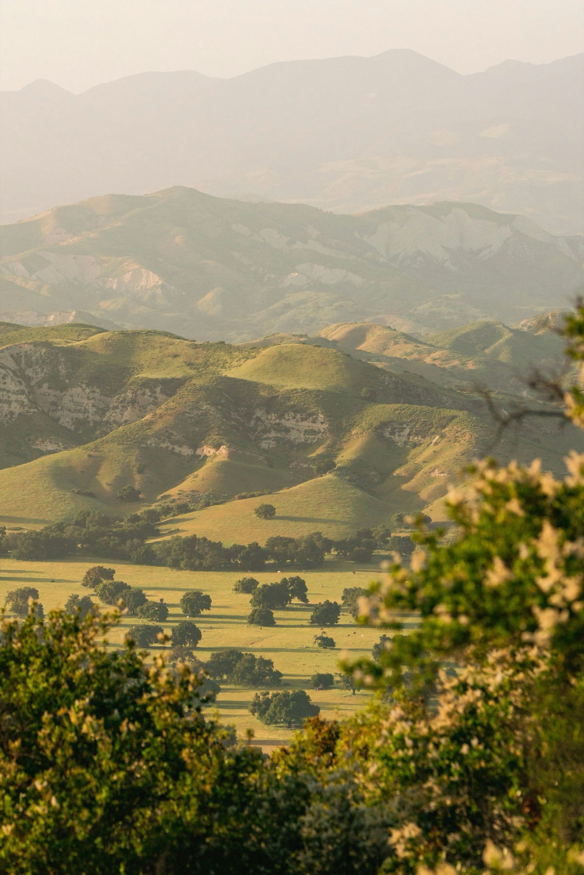 Golden rolling hills near Ojai's citrus-grove valley