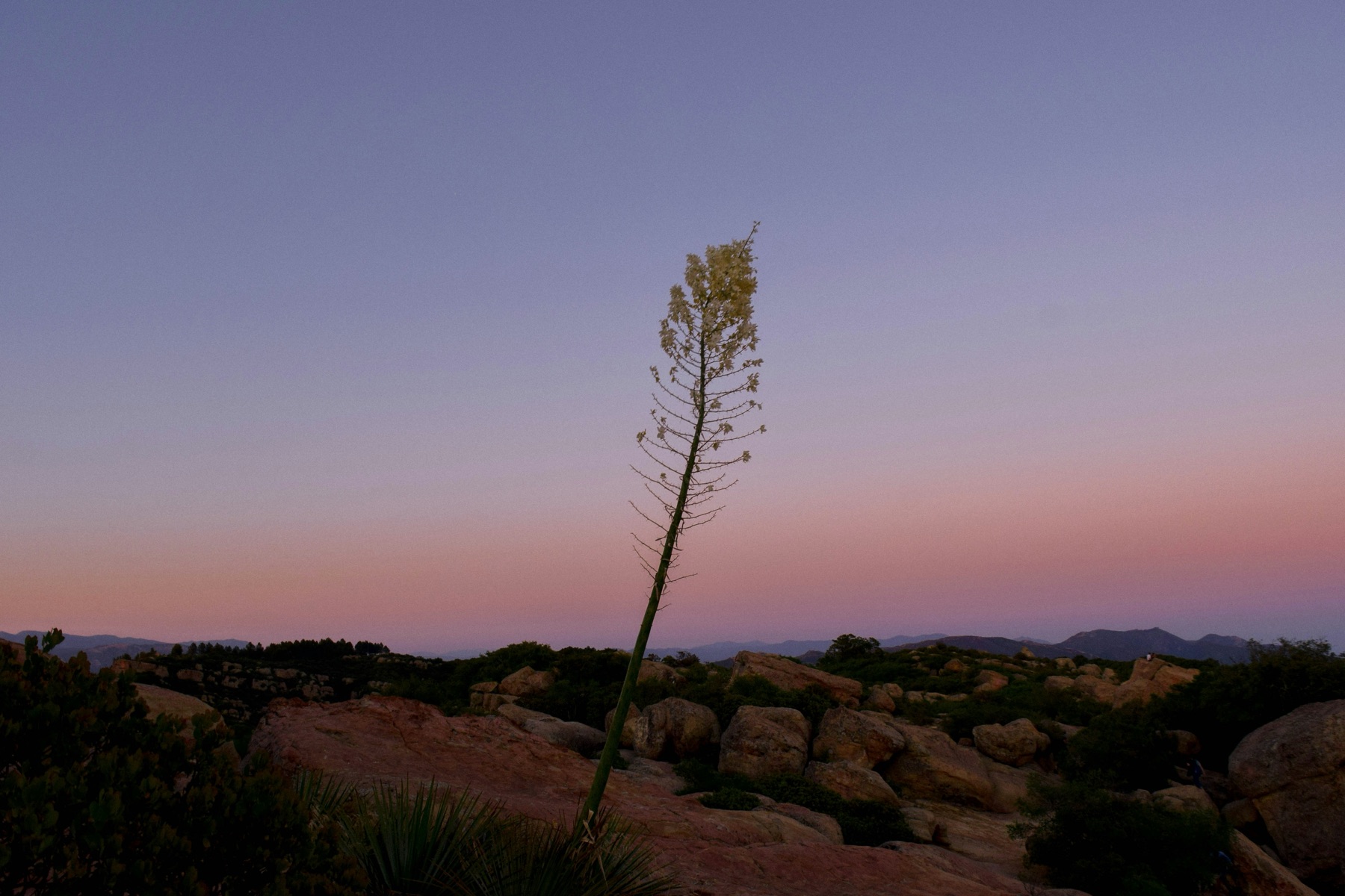 A century plant silhouetted against dusk in the Santa Ynez hills